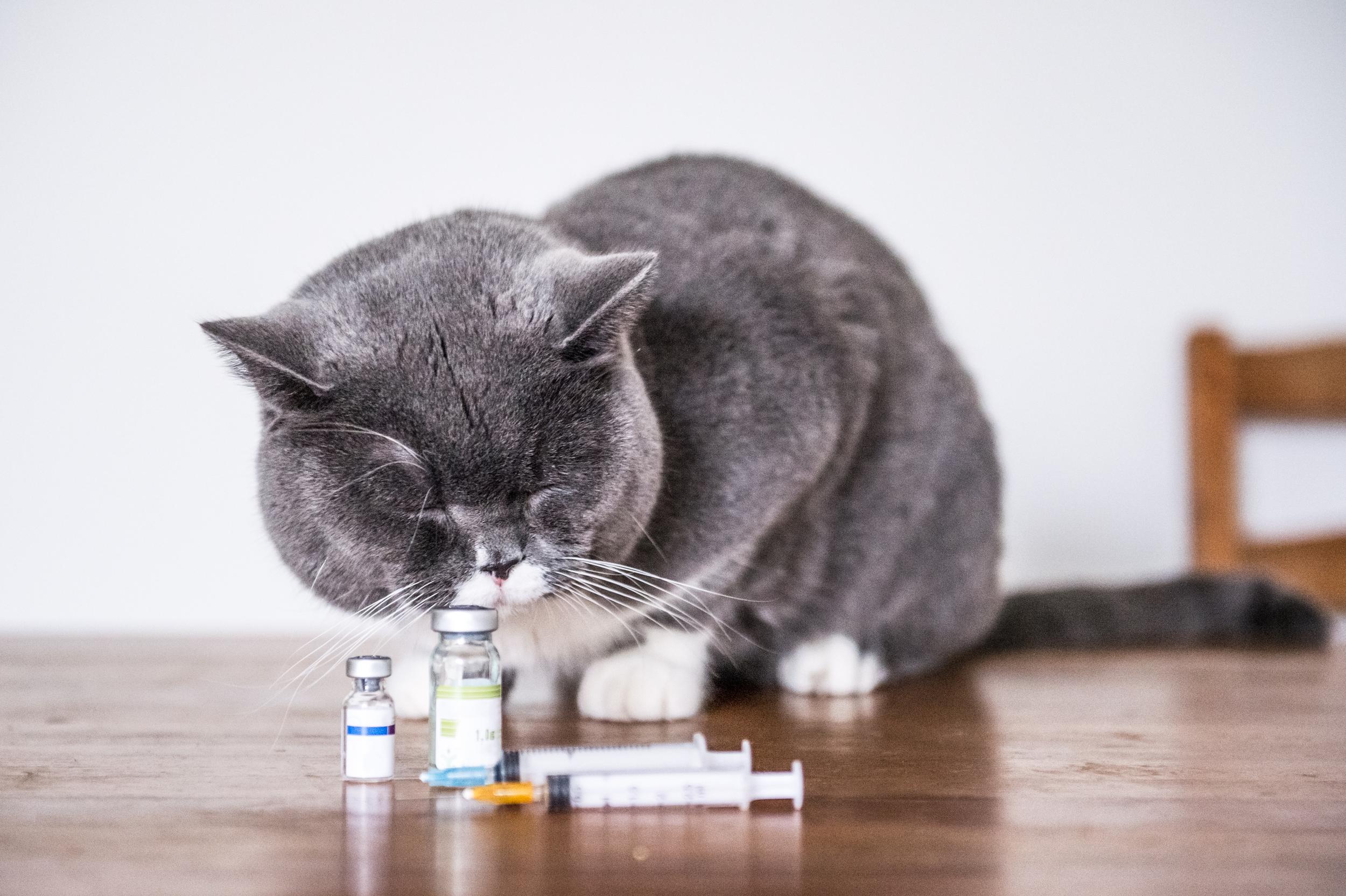 Grey Cat with Vaccines and Medicine
