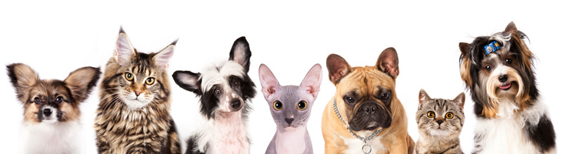 Cats and Dogs Divider Image