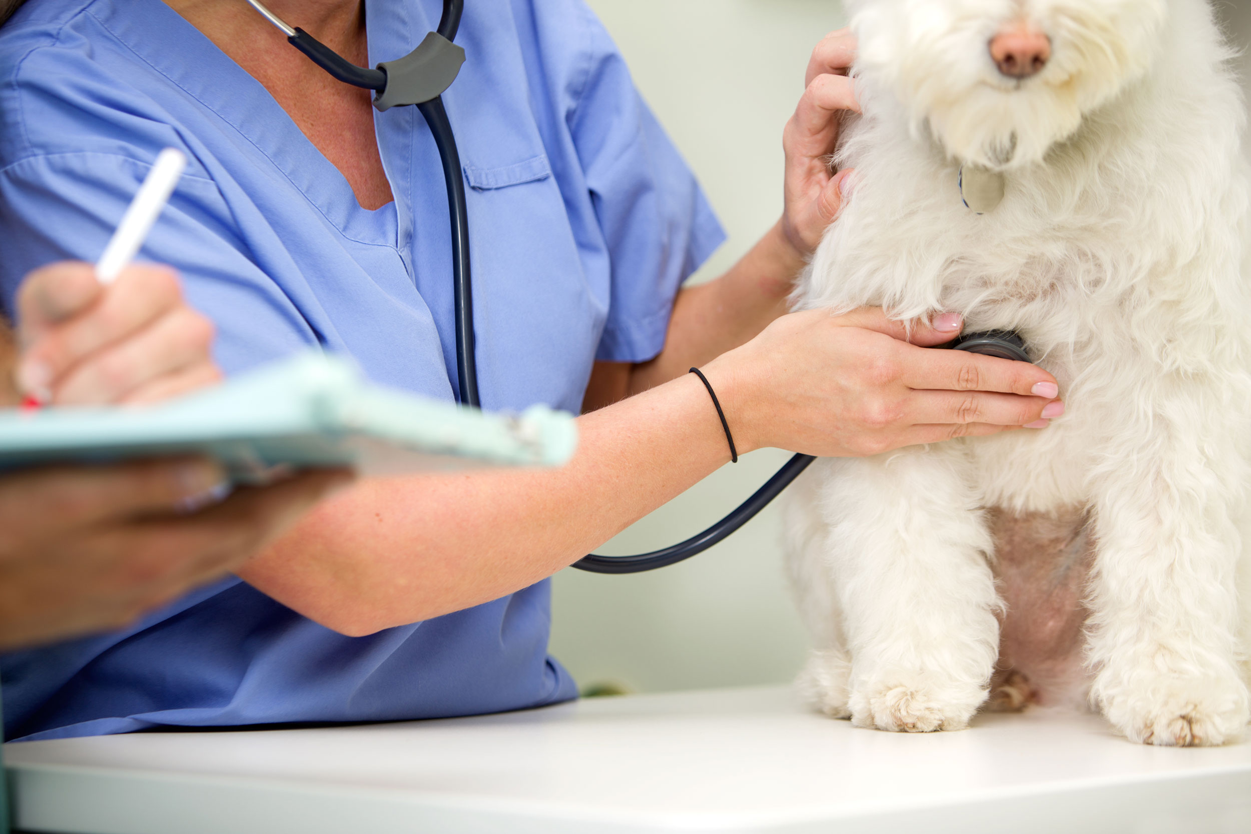 White Dog Getting Exam